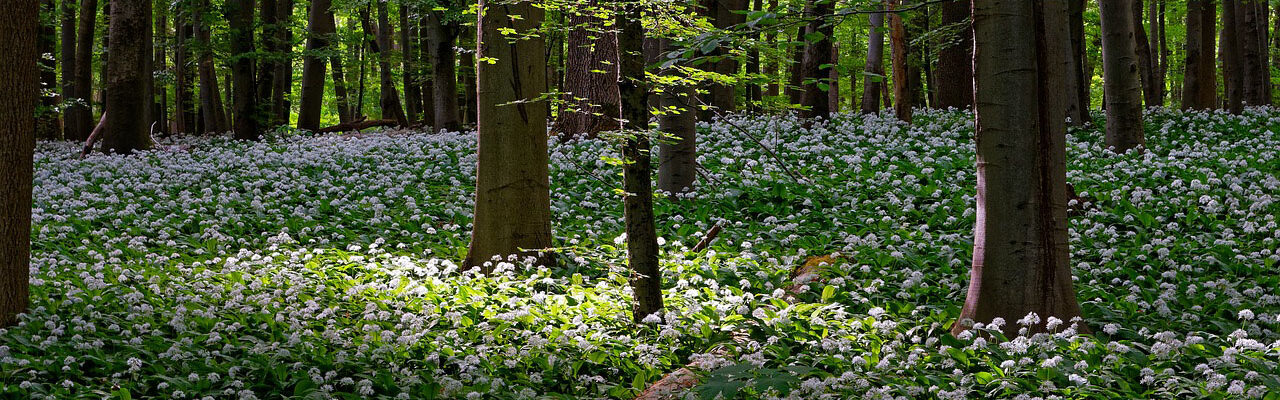 Frühlingserwachen